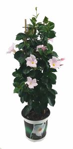 Bild von KP19 Sundaville Tower Wit